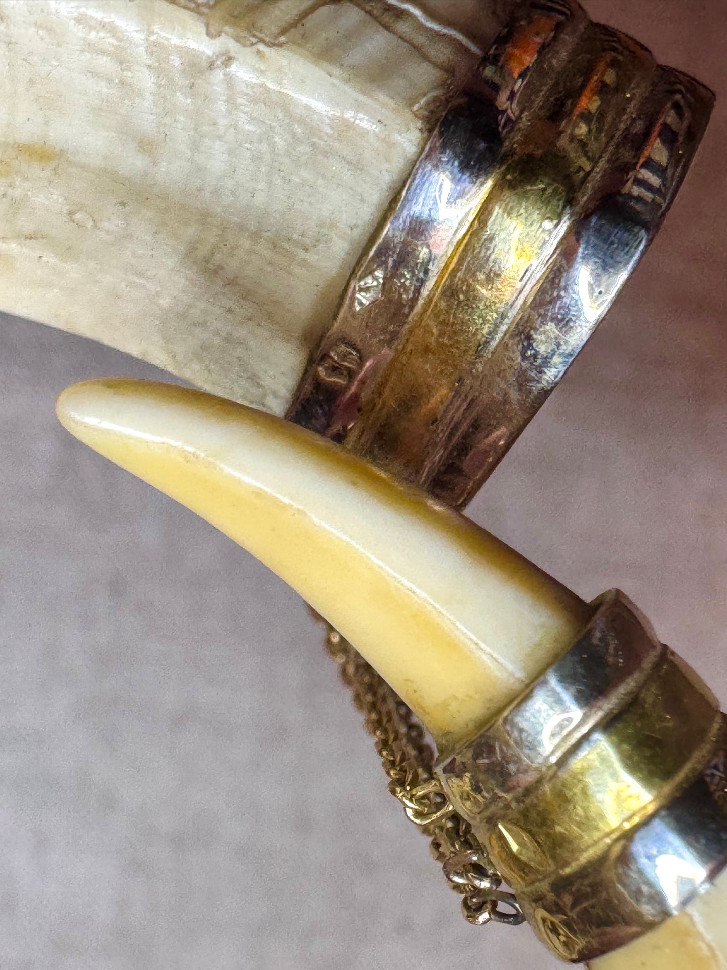 Warthog Tusk Bracelet #2